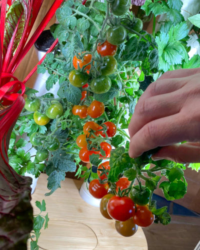 Most Innovative Indoor Gardening System